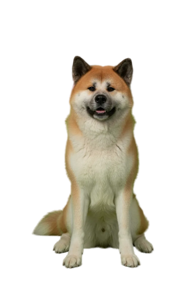 Akita